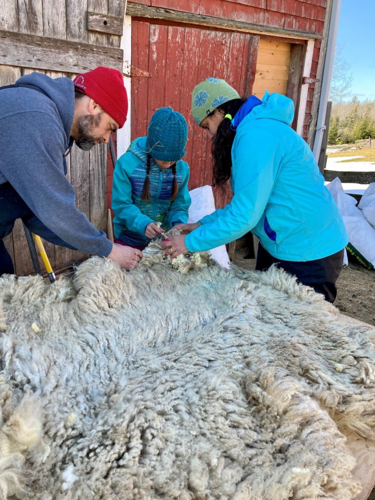 Shearing Day