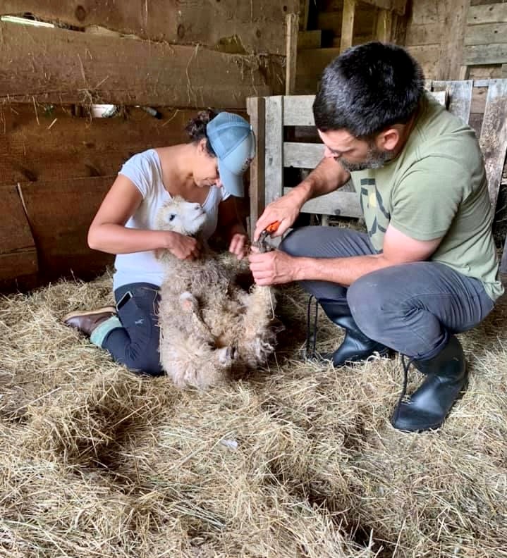 hoof trimming